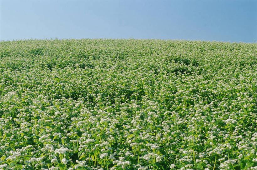 无人,农田,横图,室外,白天,正面,旅游,度假,庄稼,农作物,美景,植物,加拿大,阴影,光线,影子,地平线,景观,辽阔,地面,荞麦,娱乐,蓝色,绿色,蓝天,天空,阳光,自然,天,享受,休闲,广阔,景色,放松,生长,晴朗,成长,一望无际,北美,北美洲,自然风光,延伸,美洲,万里无云,天地相交,北亚美利加洲,亚美利加洲,马尼托巴,马尼托巴省,曼尼托巴省,无边无际,一马平川,晴空,晴空万里,彩图,耕地,庄稼田,曼省,缅尼托巴省,缅省