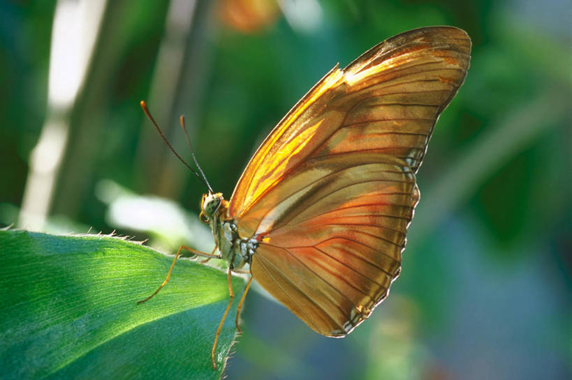 无人,站,横图,室外,特写,白天,侧面,美景,植物,蝴蝶,叶子,阴影,朦胧,模糊,光线,昆虫,纹理,影子,景观,绿叶,一只,绿色,阳光,自然,动物,站着,嫩叶,景色,栖息,自然风光,益虫,肌理,栖身,叶,叶片,叶脉,站立,彩图,全身