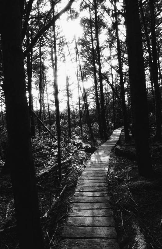 无人,竖图,黑白,室外,白天,正面,旅游,度假,美景,植物,地板,道路,路,加拿大,一排,阴影,整齐,光线,影子,景观,云,云朵,小路,地面,交通,云彩,娱乐,木地板,树,树木,排列,蓝色,绿色,白云,蓝天,天空,阳光,自然,天,享受,休闲,景色,放松,乡间小路,生长,晴朗,成长,北美,北美洲,队列,自然风光,美洲,北亚美利加洲,亚美利加洲,卑诗省,不列颠哥伦比亚,不列颠哥伦比亚省,晴空,卑斯省,太平洋沿岸国家公园保留地