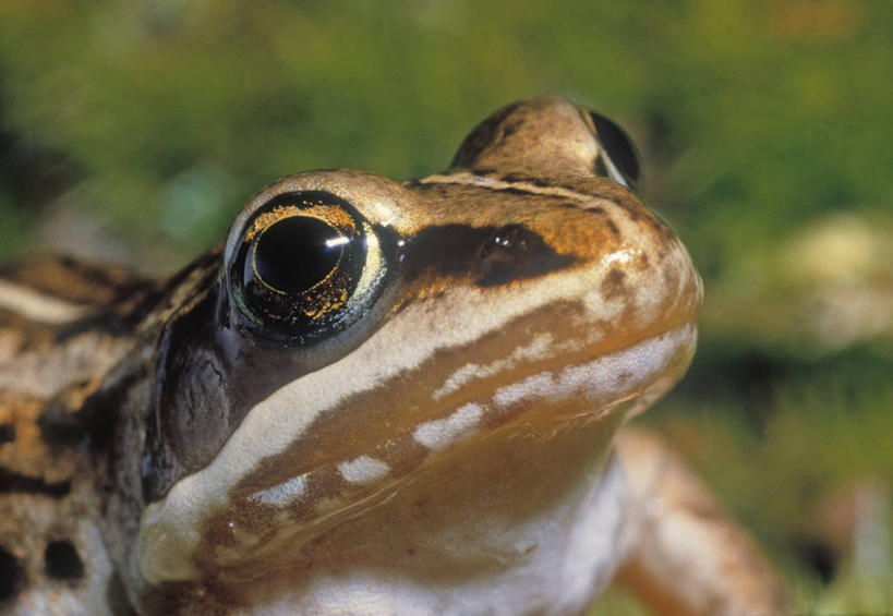 脸,头,脸颊,无人,横图,俯视,室外,特写,白天,旅游,度假,美景,植物,青蛙,野生动物,加拿大,阴影,朦胧,模糊,光线,影子,景观,注视,娱乐,一只,绿色,阳光,自然,动物,观察,看,享受,休闲,景色,放松,可爱,活泼,生长,成长,观看,察看,北美,北美洲,关注,自然风光,美洲,阿尔伯塔省,阿尔伯塔,北亚美利加洲,亚美利加洲,艾伯塔,艾伯塔省,卡尔加里,亚伯达,卡纳纳斯基斯,头部,脸部,脸蛋,面部,半身,彩图,高角度拍摄,木蛙,阿省,艾省,亚伯达省,亚省,卡城