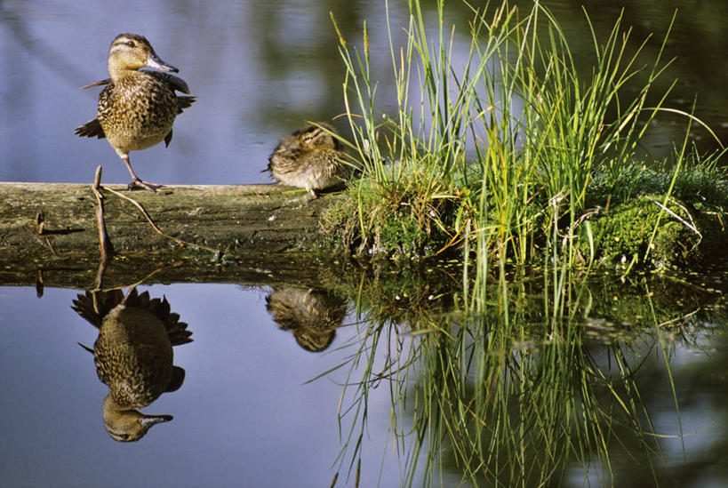 无人,横图,室外,特写,白天,正面,河流,美景,水,植物,鸟,阴影,朦胧,模糊,光线,鸟类,鸭,影子,河水,景观,水流,树桩,扭头,注视,家禽,树,树干,绿色,倒影,阳光,自然,动物,观察,看,转头,两只,木桩,景色,栖息,牲畜,生长,成长,观看,察看,倒映,关注,自然风光,休憩,憩息,反照,栖身,蓝翅水鸭,蓝翅鸭,彩图,全身
