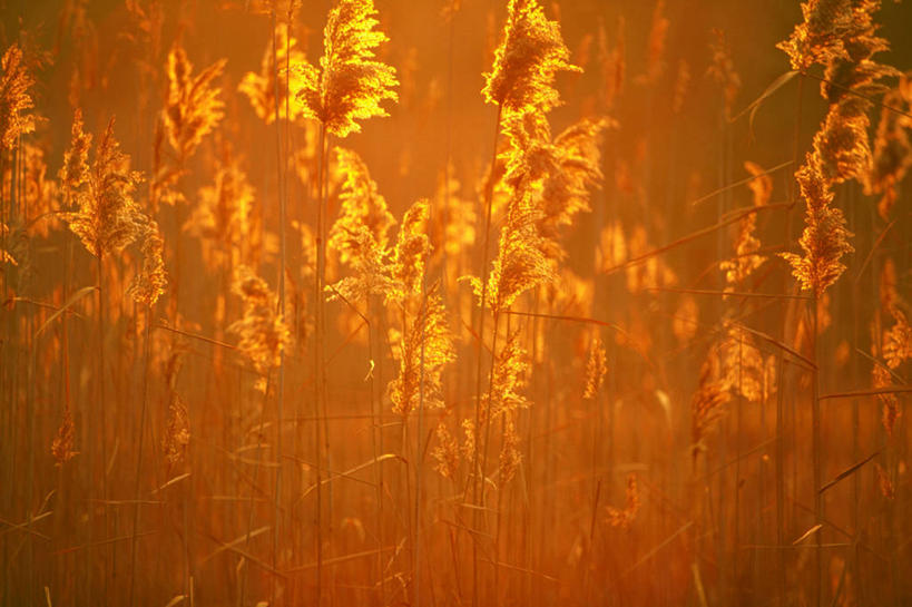 无人,农田,横图,俯视,室外,特写,白天,旅游,度假,庄稼,农作物,美景,植物,芦苇,阴影,朦胧,模糊,光线,影子,景观,娱乐,黄色,红色,绿色,阳光,自然,黄昏,享受,休闲,橙色,景色,放松,生长,成长,自然风光,芦芛,芦,芦花,苇,薄暮,彩图,高角度拍摄,耕地,庄稼田,傍晚