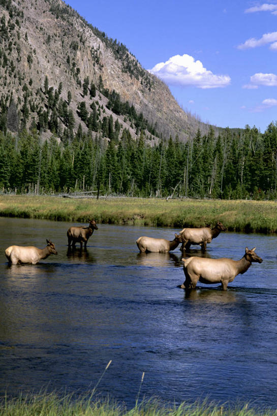 无人,公园,站,吃,竖图,室外,白天,侧面,旅游,度假,草地,草原,草坪,河流,石头,美景,山,山脉,树林,水,植物,哺乳动物,鹿,野生动物,美国,一排,一群,许多,阴影,波纹,枯萎,整齐,光线,石子,影子,河水,荒野,景观,旷野,山峰,水流,云,云朵,热带,山峦,很多,云彩,注视,娱乐,草,树,树木,排列,蓝色,绿色,白云,倒影,蓝天,水纹,天空,阳光,自然,动物,波浪,群山,天,低头,观察,看,站着,享受,休闲,景色,放松,可爱,活泼,生长,晴朗,成长,观看,死亡,生态,察看,倒映,北美,北美洲,国家公园,队列,关注,自然风光,原野,驼鹿,美洲,荒原,黄石国家公园,怀俄明州,怀俄明,黄石公园,北亚美利加洲,亚美利加洲,平等之州,罕达犴,堪达犴,反照,枯败,群落,生态系统,生物圈,种群,石块,岩石,晴空,嚼,食,站立,彩图,全身