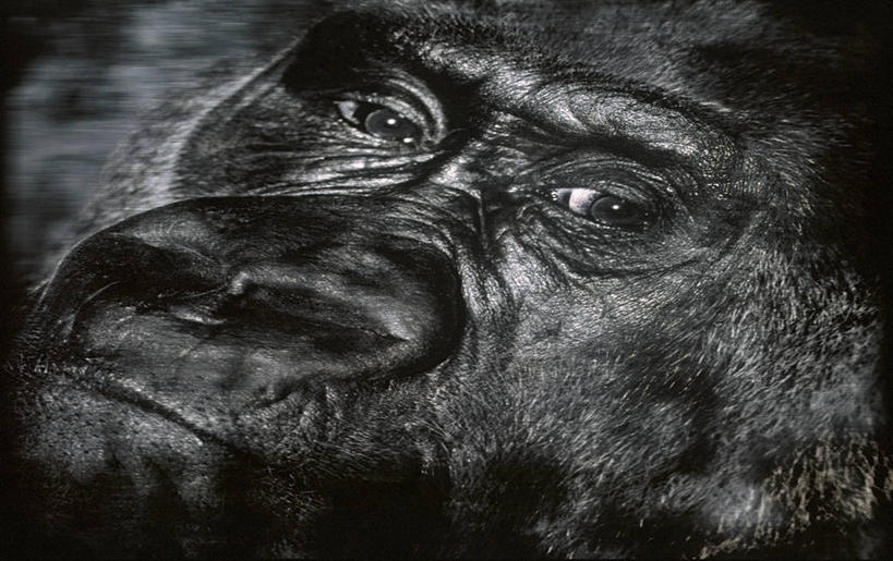脸,头,脸颊,无人,站,笑,微笑,横图,黑白,室外,特写,白天,正面,猩猩,阴影,朦胧,模糊,光线,影子,注视,一只,阳光,观察,看,站着,观看,察看,关注,大猩猩,金刚猩猩,西部大猩猩,西部低地大猩猩,头部,脸部,脸蛋,面部,站立,半身