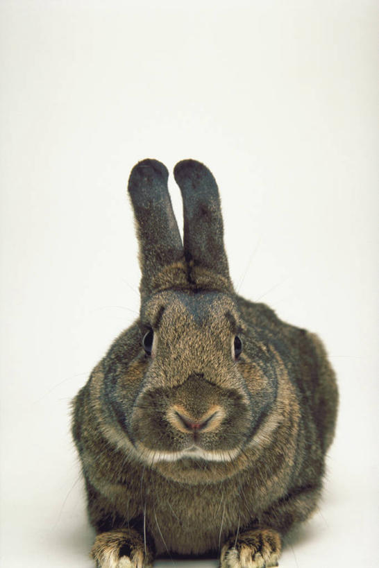 无人,竖图,室内,白天,白色背景,正面,哺乳动物,阴影,光线,兔子,影子,灯光,褐色,注视,一只,动物,观察,看,趴着,摄影,影棚,观看,兔,察看,不幸,关注,可怜,趴,彩图,全身,影棚拍摄,拍摄