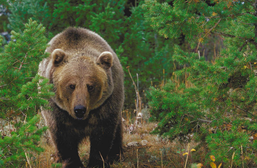 无人,站,横图,室外,白天,正面,草地,草坪,植物,野生动物,熊,阴影,朦胧,模糊,光线,影子,注视,草,树,树木,一只,绿色,阳光,自然,动物,观察,看,站着,生长,成长,观看,察看,猛烈,关注,凶猛,凶悍,勇猛,厉害,残暴,凶残,棕熊,马熊,站立,彩图,全身