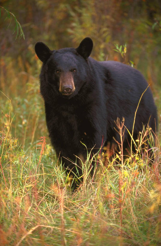 无人,站,竖图,室外,白天,正面,草地,草坪,植物,野生动物,熊,黑熊,阴影,朦胧,模糊,光线,影子,注视,草,树,树木,一只,绿色,阳光,自然,动物,观察,看,站着,生长,成长,观看,察看,猛烈,关注,凶猛,凶悍,勇猛,厉害,黑瞎子,熊瞎子,残暴,凶残,站立,彩图,全身