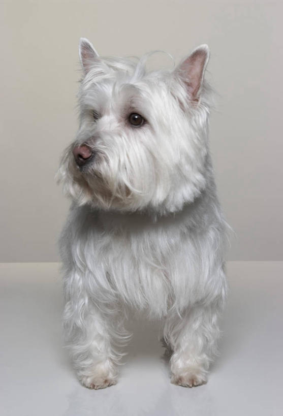 无人,站,竖图,室内,白天,正面,宠物,狗,阴影,灰色背景,光线,影子,灯光,梗犬,扭头,注视,一只,动物,观察,看,站着,转头,可爱,摄影,影棚,观看,察看,西高地白梗,关注,忠诚,犬,站立,彩图,全身,影棚拍摄,拍摄,西部高地白梗