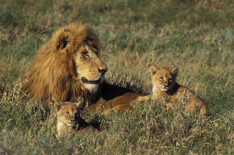 无人,父亲,儿子,公园,横图,室外,白天,正面,旅游,度假,草地,草原,草坪,美景,植物,哺乳动物,野生动物,狮子,非洲,坦桑尼亚,阴影,枯萎,朦胧,模糊,光线,影子,荒野,景观,旷野,热带,扭头,注视,娱乐,草,阳光,自然,动物,观察,看,趴着,转头,两只,享受,休闲,父子,景色,放松,父爱,幼崽,观看,死亡,察看,国家公园,关注,自然风光,原野,荒原,凶猛,东非,塞伦盖蒂国家公园,坦桑尼亚联合共和国,枯败,残暴,凶残,趴,彩图,全身,塞伦盖蒂