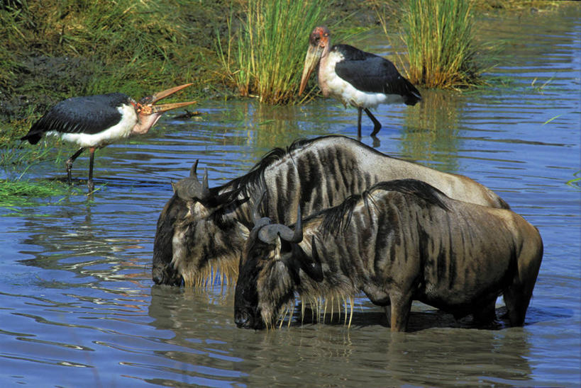 无人,公园,站,横图,室外,白天,侧面,旅游,度假,河流,美景,水,植物,哺乳动物,鸟,野生动物,羊,非洲,坦桑尼亚,四只,喝,阴影,波纹,光线,羚羊,鸟类,影子,河水,景观,水流,水草,注视,娱乐,水纹,阳光,自然,动物,波浪,观察,看,站着,张嘴,享受,休闲,景色,放松,可爱,活泼,生长,成长,观看,察看,鹳,国家公园,关注,自然风光,角马,张大嘴巴,牛羚,羚牛,扭角羚,东非,塞伦盖蒂国家公园,坦桑尼亚联合共和国,秃鹳,张开嘴,站立,彩图,全身,塞伦盖蒂