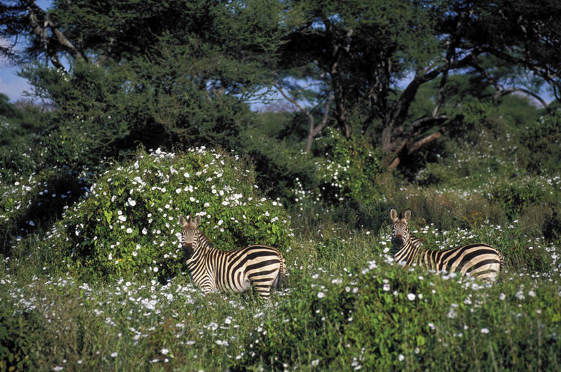 无人,公园,站,横图,室外,白天,侧面,旅游,度假,草地,草坪,花海,花圃,美景,植物,斑马,马,野生动物,叶子,非洲,坦桑尼亚,阴影,盛开,光线,影子,景观,花蕾,扭头,注视,娱乐,草,花,花瓣,花朵,花卉,鲜花,树,树木,蓝色,绿色,蓝天,天空,阳光,自然,动物,花丛,花束,花田,天,花苞,花蕊,观察,看,站着,转头,两只,享受,休闲,景色,放松,可爱,牲畜,活泼,生长,成长,观看,察看,国家公园,关注,自然风光,阿鲁沙区,东非,坦桑尼亚联合共和国,平原斑马,塔兰吉雷国家公园,站立,彩图,全身