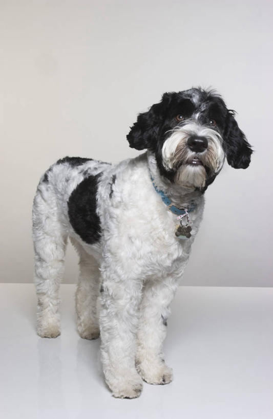 无人,站,竖图,室内,白天,白色背景,正面,宠物,狗,阴影,装饰,光线,影子,灯光,猎犬,注视,一只,动物,观察,看,站着,可爱,摄影,影棚,观看,华丽,修饰,点缀,察看,关注,忠诚,衬托,美观,雅致,雅观,葡萄牙水犬,项圈,犬,站立,彩图,全身,影棚拍摄,拍摄,单猎犬