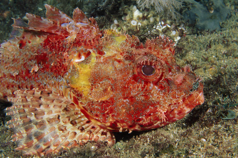 游泳,海鲜,无人,横图,室外,特写,白天,侧面,旅游,度假,寂寞,海浪,海洋,礁石,石头,美景,一条,阴影,光线,鱼,石子,影子,景观,浪花,娱乐,水产,鱼类,海洋生物,红色,阳光,自然,海水,享受,休闲,景色,放松,石斑,自然风光,水生动物,海产品,水生物,海景,海底动物,泅水,过鱼,拍浮,红九棘鲈,宋氏九刺鮨,网纹鲙,孤单,大海,风浪,海,海水的波动,礁,近岸浪,石块,岩石,涌浪,半身,彩图,索氏九棘鲈,寥寂