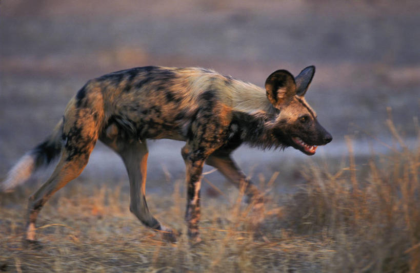 无人,公园,走,横图,室外,特写,白天,侧面,旅游,度假,美景,植物,野生动物,非洲,津巴布韦,阴影,枯萎,光线,影子,景观,枯草,娱乐,草,一只,黄色,阳光,自然,动物,张嘴,享受,休闲,景色,放松,国家公园,自然风光,非洲野狗,凶猛,张大嘴巴,阿非利加洲,津巴布韦共和国,辛巴威,非洲猎犬,非洲野犬,三色豺,马纳波尔斯,残暴,凶残,张开嘴,步行,散步,走路,彩图,全身,马纳波尔斯国家公园,切俄雷自然保护区,萨比和切俄雷自然保护区,萨比自然保护区