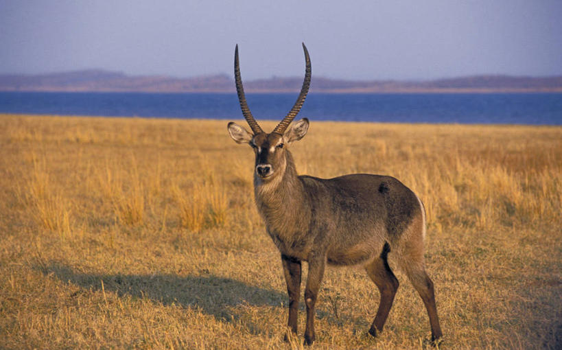 无人,公园,站,横图,室外,白天,正面,旅游,度假,海浪,海洋,美景,山,山脉,植物,野生动物,羊,非洲,津巴布韦,阴影,波纹,枯萎,光线,羚羊,影子,景观,浪花,山峰,枯草,山峦,注视,娱乐,草,一只,黄色,蓝色,蓝天,水纹,天空,阳光,自然,海水,动物,波浪,群山,天,观察,看,站着,享受,休闲,景色,放松,可爱,栖息,活泼,晴朗,观看,察看,国家公园,关注,自然风光,羊角,海景,万里无云,水羚,阿非利加洲,津巴布韦共和国,辛巴威,栖身,马图萨多纳国家公园,马土萨多纳国家公园,大海,风浪,海,海水的波动,近岸浪,涌浪,晴空,晴空万里,站立,彩图,全身