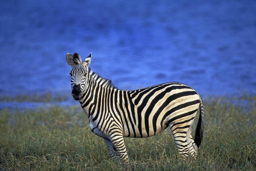 无人,公园,站,横图,室外,白天,侧面,旅游,度假,草地,草坪,海浪,海洋,美景,植物,斑马,马,野生动物,非洲,津巴布韦,阴影,波纹,条纹,光线,影子,景观,浪花,扭头,注视,娱乐,草,一只,绿色,水纹,阳光,自然,海水,动物,波浪,观察,看,站着,转头,享受,休闲,景色,放松,可爱,栖息,牲畜,活泼,观看,察看,国家公园,关注,自然风光,海景,阿非利加洲,津巴布韦共和国,辛巴威,平原斑马,栖身,马图萨多纳国家公园,马土萨多纳国家公园,大海,风浪,海,海水的波动,近岸浪,涌浪,站立,彩图,全身