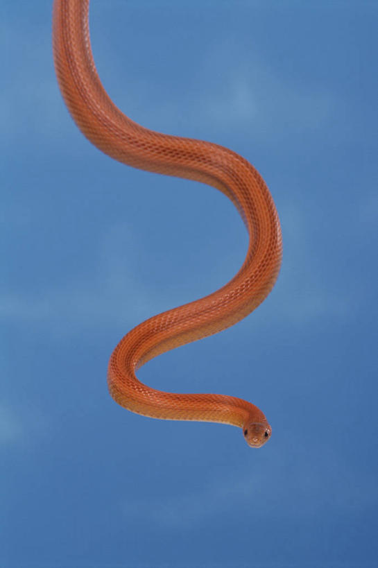 无人,竖图,室外,白天,正面,野生动物,一条,蓝色背景,弯曲,爬行动物,蛇,红色,动物,摄影,影棚,冷血动物,凶猛,脊椎动物,长虫,残暴,凶残,半身,彩图,影棚拍摄,拍摄,冷血