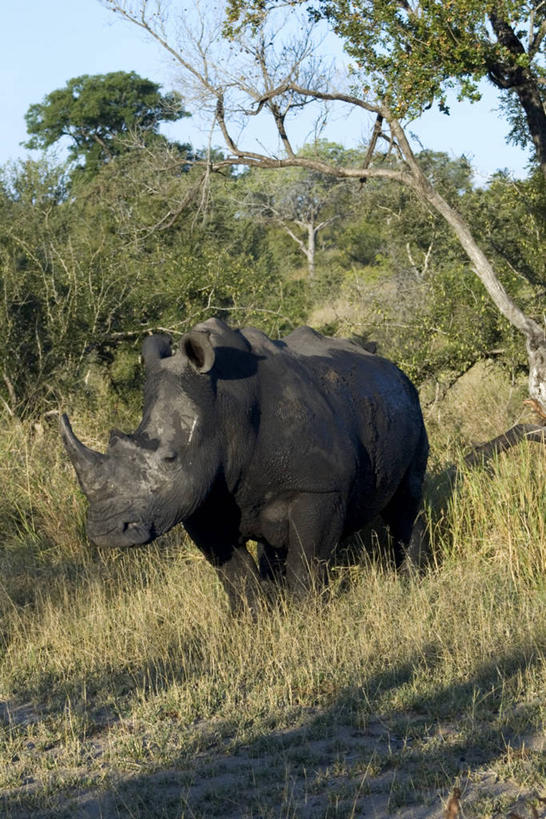 无人,站,竖图,室外,白天,正面,旅游,度假,草地,草坪,美景,森林,树林,植物,野生动物,非洲,南非,一头,阴影,光线,影子,景观,注视,娱乐,草,树,树木,蓝色,绿色,蓝天,天空,阳光,自然,动物,天,观察,看,站着,享受,休闲,景色,放松,生长,晴朗,成长,观看,察看,关注,自然风光,凶猛,万里无云,普马兰加省,阿非利加洲,南非共和国,残暴,凶残,晴空,晴空万里,犀牛,站立,彩图,全身