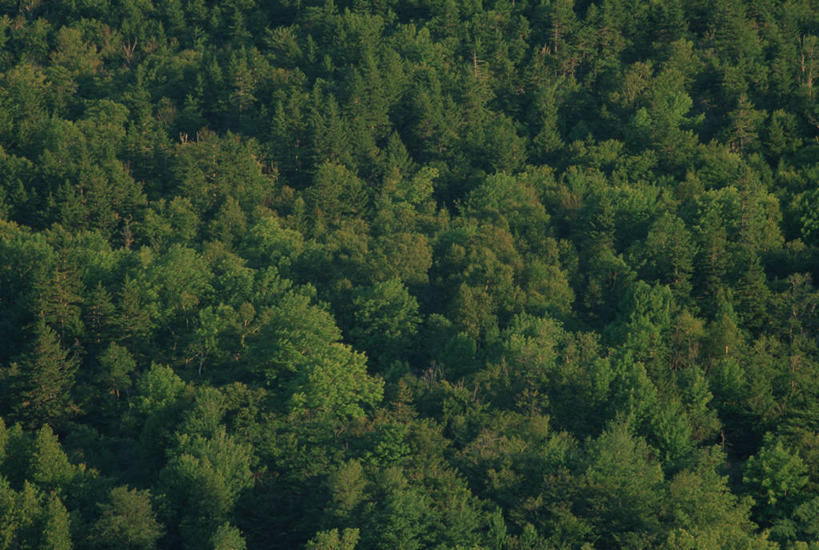 无人,横图,俯视,航拍,室外,白天,旅游,度假,美景,森林,树林,植物,生气,景观,娱乐,树,树木,绿色,自然,享受,休闲,景色,放松,活力,茂密,朝气,茂盛,生长,成长,生机,希望,鸟瞰,自然风光,彩图,高角度拍摄