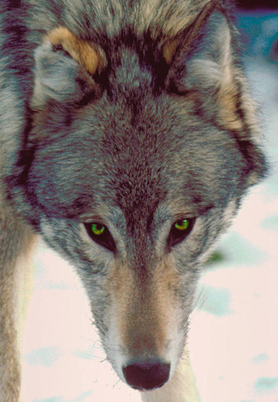 脸,头,脸颊,无人,站,竖图,室外,特写,白天,正面,狼,野生动物,阴影,光线,影子,注视,一只,阳光,动物,观察,看,站着,观看,察看,关注,凶猛,残暴,凶残,头部,脸部,脸蛋,面部,灰狼,站立,半身,彩图,犬科动物