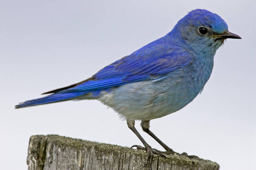 无人,站,横图,室外,白天,侧面,旅游,度假,美景,鸟,鸟类,知更鸟,景观,树桩,注视,娱乐,树,树干,一只,蓝色,自然,观察,看,站着,享受,休闲,木桩,景色,放松,观看,察看,关注,自然风光,红襟鸟,欧亚鸲,知更雀,罗宾鸟,站立,彩图,全身