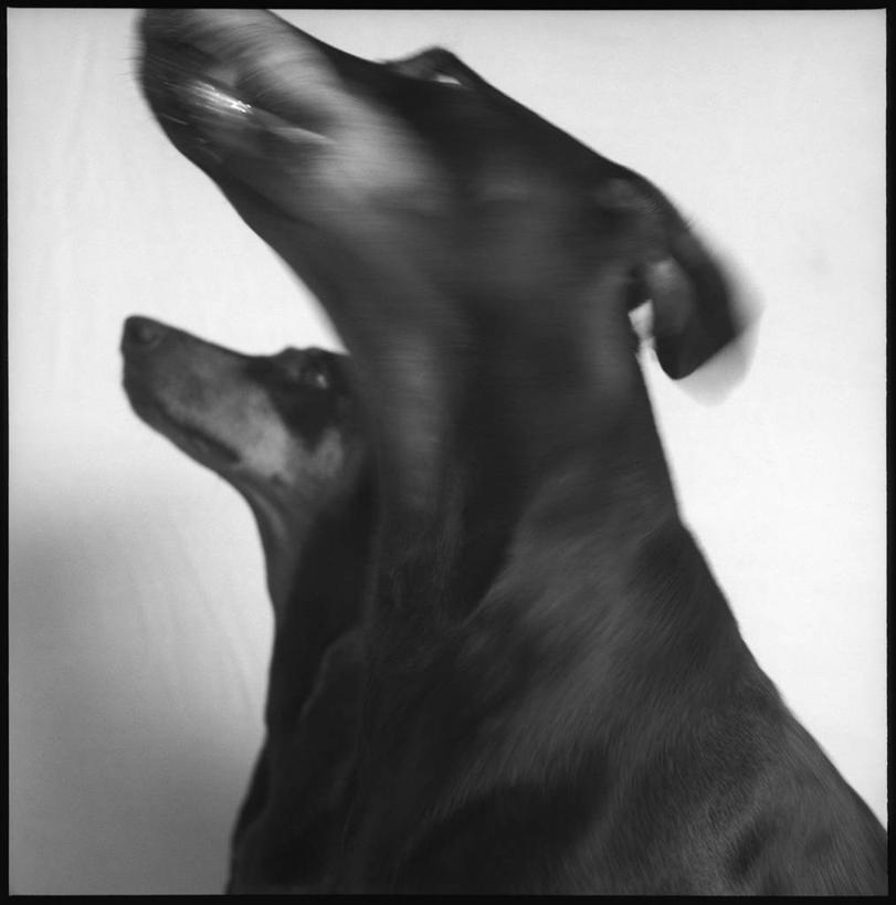 无人,站,竖图,黑白,室内,白天,白色背景,侧面,宠物,狗,边框,注视,一只,黑色,动物,看,站着,可爱,摄影,影棚,关注,杜宾犬,忠诚,笃宾狗,笃宾犬,杜宾狗,犬,抬头,仰头,站立,半身,影棚拍摄,拍摄