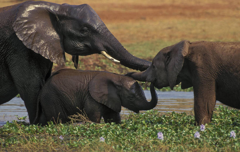 无人,站,摸,横图,室外,白天,侧面,旅游,度假,草地,草坪,河流,美景,水,植物,哺乳动物,大象,野生动物,非洲,抚摸,阴影,盛开,光线,影子,河水,景观,水流,花蕾,娱乐,喷水,草,花,花瓣,花朵,鲜花,绿色,紫色,灰色,阳光,自然,动物,花苞,花蕊,站着,享受,休闲,景色,放松,三头,幼崽,自然风光,象,触摸,接触,站立,半身,彩图