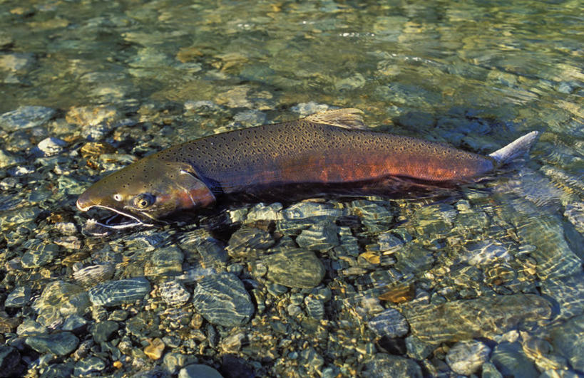 三文鱼,无人,横图,俯视,室外,白天,旅游,度假,河流,美景,沙滩,水,鲑鱼,一条,阴影,光线,沙子,影子,河岸,河水,河滩,景观,水流,沙地,娱乐,阳光,自然,享受,休闲,景色,放松,大马哈鱼,死亡,北美,自然风光,撒蒙鱼,萨门鱼,冰海之皇,鲑,马哈鱼,麻哈鱼,大麻哈鱼,殒命,灭亡,银大麻哈鱼,彩图,高角度拍摄,全身