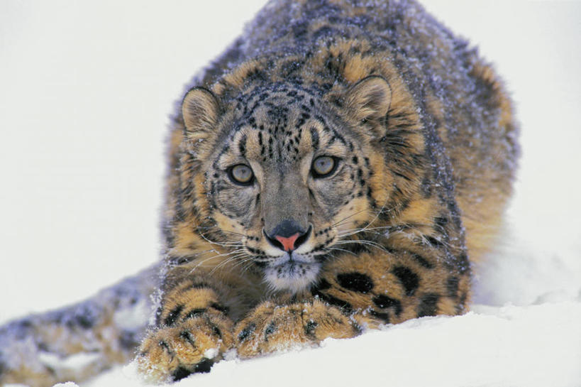 无人,横图,室外,白天,正面,旅游,度假,美景,雪,大雪,野生动物,阴影,光线,影子,斑点,积雪,景观,雪景,冬季,冬天,注视,娱乐,一只,阳光,自然,动物,观察,看,趴着,享受,休闲,景色,放松,寒冷,观看,察看,中亚,关注,自然风光,美洲豹,凶猛,严寒,稀有,美洲虎,难得,罕见,残暴,凶残,趴,彩图,全身