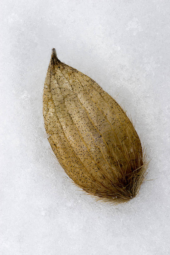 无人,竖图,俯视,室外,特写,白天,旅游,度假,美景,雪,大雪,静物,阴影,光线,影子,积雪,景观,雪景,冬季,冬天,种子,枯黄,一颗,娱乐,阳光,自然,享受,休闲,景色,放松,寒冷,自然风光,一粒,严寒,彩图,高角度拍摄