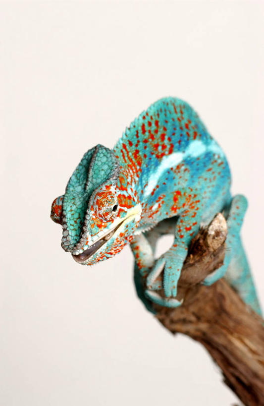 无人,竖图,室内,白天,白色背景,正面,植物,变色龙,野生动物,躲藏,阴影,花纹,装饰,光线,影子,灯光,枝条,注视,树,树木,树枝,一只,动物,观察,看,趴着,摄影,影棚,观看,华丽,修饰,点缀,察看,隐蔽,隐藏,关注,埋没,伪装,衬托,美观,雅致,雅观,潜藏,暗藏,避役,虬枝,枝杈,假装,趴,彩图,全身,影棚拍摄,拍摄