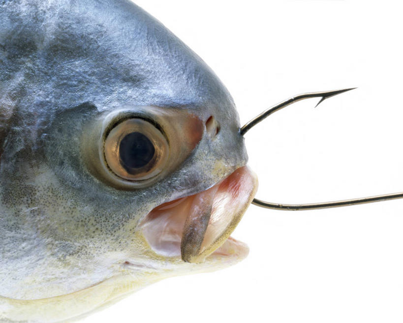 无人,横图,俯视,室内,特写,白天,白色背景,一条,阴影,光线,鱼,影子,灯光,鱼类,海洋生物,摄影,影棚,鲳鱼,鱼钩,死亡,水生动物,水生物,海底动物,殒命,灭亡,半身,彩图,高角度拍摄,影棚拍摄,拍摄