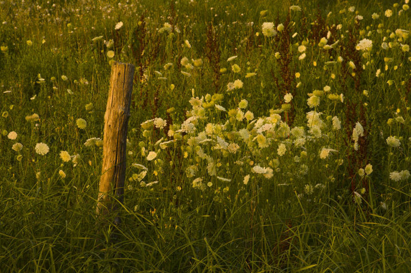 无人,横图,俯视,室外,白天,草地,草坪,美景,植物,加拿大,阴影,平静,盛开,光线,木制,影子,景观,花蕾,草,花,花瓣,花朵,鲜花,绿色,白色,阳光,自然,木制品,花苞,花蕊,景色,安静,茂密,茂盛,宁静,北美,北美洲,静谧,自然风光,美洲,新斯科舍,北亚美利加洲,亚美利加洲,沉静,恬静,安祥,僻静,清静,太平,酸模,野菠菜,皱叶羊蹄,体贴,新斯科舍省,彩图,高角度拍摄