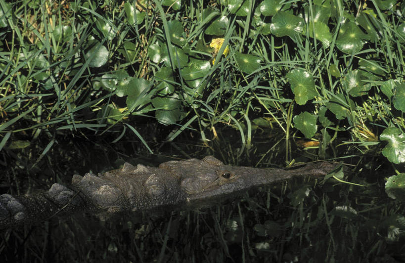 游泳,无人,横图,俯视,室外,白天,草地,草坪,河流,美景,水,植物,鳄鱼,野生动物,一条,阴影,平静,光线,爬行动物,影子,河水,景观,水流,草,绿色,倒影,阳光,自然,动物,景色,安静,宁静,倒映,静谧,自然风光,凶猛,美洲鳄,沉静,泅水,恬静,安祥,僻静,清静,太平,反照,拍浮,残暴,凶残,半身,彩图,高角度拍摄