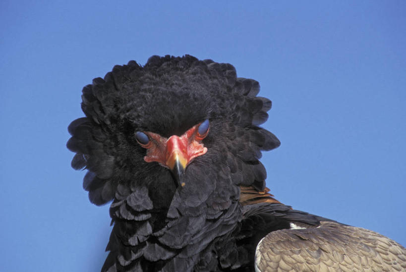 无人,横图,室外,特写,白天,仰视,美景,鸟,野生动物,鹰,羽毛,阴影,轻盈,柔软,平静,光线,鸟类,影子,景观,注视,一只,蓝色,蓝天,天空,阳光,自然,动物,天,观察,看,景色,安静,栖息,晴朗,观看,宁静,察看,关注,静谧,自然风光,凶猛,鸢,万里无云,轻柔,沉静,恬静,安祥,僻静,清静,太平,栖身,黑鸢,残暴,凶残,晴空,晴空万里,老鹰,半身,彩图,低角度拍摄