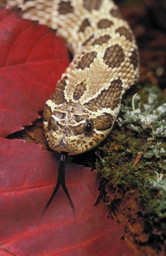 无人,攀登,竖图,俯视,室外,特写,白天,草地,草坪,美景,植物,野生动物,叶子,一片,一条,阴影,曲折,弯曲,平静,光线,爬行动物,蛇,影子,景观,泥土,土壤,枯叶,落叶,吐舌头,草,红色,绿色,阳光,自然,动物,伸舌头,吐舌,爬,景色,安静,蜿蜒,宁静,静谧,自然风光,冷血动物,凶猛,脊椎动物,长虫,猪鼻蛇,沉静,恬静,安祥,僻静,清静,太平,残暴,凶残,叶,叶片,攀爬,半身,彩图,高角度拍摄,冷血