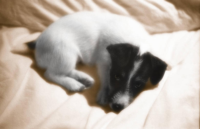 无人,躺,横图,俯视,室内,特写,白天,床,宠物,狗,阴影,光线,影子,双人床,床单,注视,被子,一只,动物,观察,看,休息,可爱,观看,察看,被单,关注,忠诚,歇息,苏息,卧着,犬,躺着,卧,彩图,高角度拍摄,全身