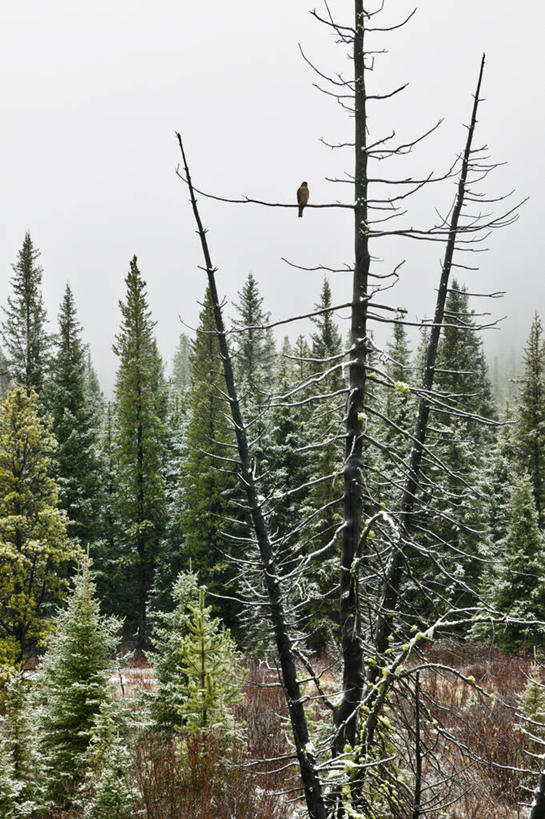 无人,站,竖图,室外,白天,正面,旅游,度假,美景,植物,鸟,加拿大,阴影,光线,鸟类,影子,景观,枝条,注视,娱乐,树,树木,树枝,一只,绿色,阳光,自然,观察,看,站着,享受,休闲,景色,放松,生长,成长,观看,察看,北美,北美洲,关注,自然风光,美洲,猎鹰,北亚美利加洲,亚美利加洲,隼,虬枝,枝杈,猎隼,站立,彩图,全身
