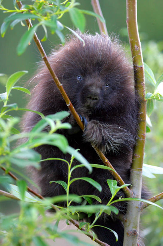 无人,站,竖图,室外,白天,正面,旅游,度假,美景,植物,豪猪,野生动物,叶子,美国,阴影,光线,影子,景观,绿叶,注视,娱乐,树,树木,一只,绿色,黑色,阳光,自然,动物,观察,看,站着,享受,休闲,嫩叶,景色,放松,生长,成长,观看,察看,北美,北美洲,关注,自然风光,美洲,凶猛,科罗拉多州,科罗拉多,北亚美利加洲,亚美利加洲,百年州,残暴,凶残,叶,叶片,箭猪,站立,半身,彩图