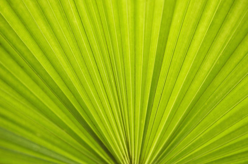 无人,横图,室外,特写,白天,正面,岛屿,美景,叶子,夏威夷,美国,一片,阴影,平静,光线,影子,景观,绿叶,阳光,自然,嫩叶,景色,安静,宁静,北美,北美洲,静谧,自然风光,美洲,棕榈叶,夏威夷州,爱洛哈之州,可爱岛,考艾岛,考爱岛,北亚美利加洲,亚美利加洲,沉静,恬静,安祥,僻静,清静,太平,花园之岛,叶,叶片,列岛,群岛,诸岛,彩图