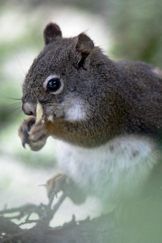 无人,吃,竖图,室外,特写,白天,侧面,草地,草坪,美景,植物,野生动物,握,阴影,朦胧,模糊,平静,光线,影子,景观,泥土,土壤,枝条,拿,拿着,草,树,树木,树枝,一只,绿色,阳光,自然,动物,松鼠,景色,安静,可爱,毛茸茸,握着,活泼,宁静,静谧,自然风光,沉静,恬静,安祥,僻静,清静,太平,红松鼠,虬枝,枝杈,嚼,食,半身,彩图