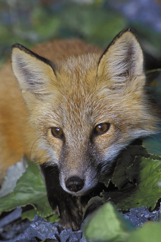 无人,公园,走,竖图,室外,特写,白天,正面,旅游,度假,美景,植物,狐狸,野生动物,叶子,加拿大,阴影,朦胧,模糊,新鲜,光线,影子,景观,绿叶,枝条,注视,娱乐,树,树木,树枝,一只,绿色,阳光,自然,动物,观察,看,享受,休闲,嫩叶,景色,放松,观看,青春,察看,北美,北美洲,国家公园,生命,关注,自然风光,美洲,和平,安详,狡猾,北亚美利加洲,亚美利加洲,狡诈,冷色,格罗斯莫讷国家公园,纽芬兰,虬枝,枝杈,叶,叶片,步行,散步,走路,半身,彩图,格罗摩恩国家公园,格罗莫讷国家公园,格罗斯莫恩国家公园,纽芬兰.拉布拉多,纽芬兰.拉布拉多省,纽芬兰岛