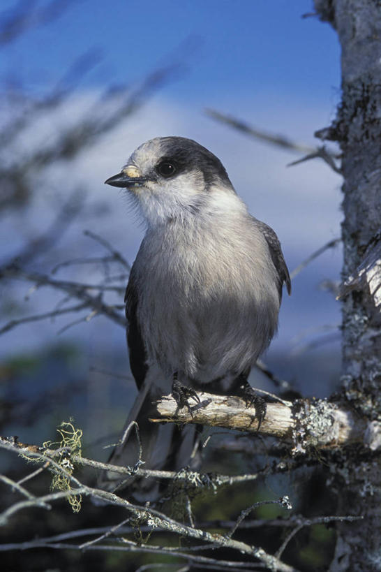无人,公园,竖图,室外,白天,正面,旅游,度假,美景,植物,鸟,加拿大,阴影,朦胧,模糊,光线,鸟类,影子,景观,枝条,扭头,注视,娱乐,树,树木,树枝,一只,蓝色,蓝天,天空,阳光,自然,天,观察,看,转头,享受,休闲,景色,放松,栖息,晴朗,观看,察看,北美,北美洲,国家公园,关注,自然风光,美洲,休憩,万里无云,北亚美利加洲,亚美利加洲,格罗斯莫讷国家公园,纽芬兰,憩息,虬枝,枝杈,栖身,晴空,晴空万里,彩图,全身,格罗摩恩国家公园,格罗莫讷国家公园,格罗斯莫恩国家公园,纽芬兰.拉布拉多,纽芬兰.拉布拉多省,纽芬兰岛