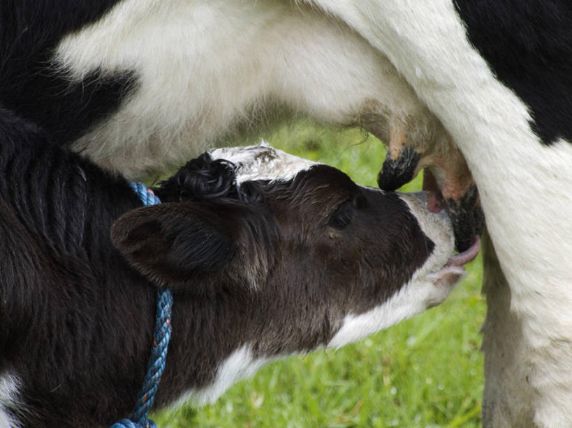 无人,母亲,女儿,站,吃,横图,室外,白天,侧面,草地,草坪,美景,植物,牛,阴影,花纹,朦胧,模糊,光线,影子,景观,注视,草,绿色,阳光,自然,动物,观察,看,站着,两只,母女,家畜,景色,母爱,友好,牲畜,幼崽,观看,和睦,察看,友爱,关注,自然风光,斑纹,吸吮,交情,奶牛,嚼,食,站立,半身,彩图