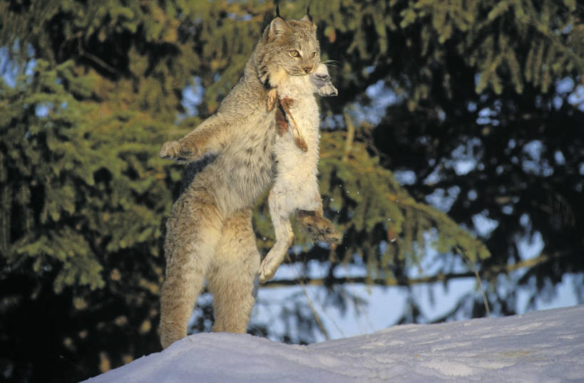 无人,站,横图,室外,白天,仰视,美景,植物,哺乳动物,野生动物,叶子,喂食,阴影,朦胧,模糊,光线,影子,景观,绿叶,注视,绿色,阳光,自然,动物,观察,看,站着,两只,嫩叶,景色,生长,成长,观看,察看,叼,关注,叼着,自然风光,山猫,猞猁,凶猛,林曳,马猞猁,猞猁狲,猞狮,残暴,凶残,叶,叶片,站立,半身,彩图,低角度拍摄