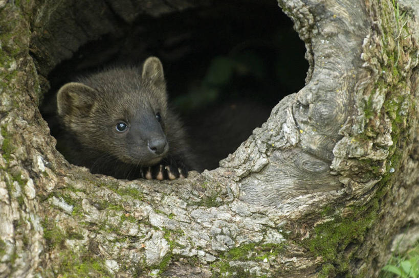 无人,横图,俯视,室外,白天,美景,植物,野生动物,熊,黑熊,洞,景观,树洞,树桩,注视,树,树干,一只,绿色,自然,动物,观察,看,趴着,木桩,景色,洞穴,生长,成长,观看,察看,关注,自然风光,凶猛,美洲黑熊,穴,黑瞎子,熊瞎子,残暴,凶残,趴,半身,彩图,高角度拍摄
