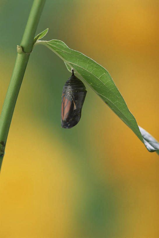 无人,竖图,室外,特写,白天,侧面,美景,蝴蝶,叶子,阴影,朦胧,模糊,光线,昆虫,影子,景观,茎,绿叶,一只,阳光,自然,动物,嫩叶,景色,茧,黑脉金斑蝶,自然风光,益虫,帝王蝶,大桦斑蝶,黑脉桦斑蝶,停驻,叶,叶片,彩图,全身