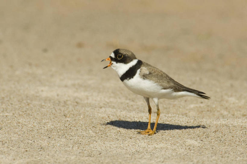 无人,站,横图,室外,白天,侧面,美景,鸟,野生动物,阴影,光线,鸟类,影子,景观,注视,一只,阳光,自然,动物,观察,看,站着,景色,可爱,活泼,观看,察看,关注,自然风光,半蹼鸻,站立,彩图,全身