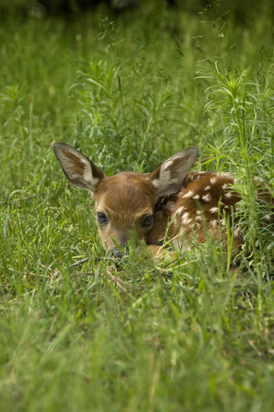 无人,坐,竖图,室外,白天,正面,草地,草坪,美景,植物,哺乳动物,鹿,野生动物,阴影,光线,影子,景观,注视,草,一只,绿色,阳光,自然,动物,观察,看,景色,可爱,遮,遮掩,活泼,观看,察看,掩盖,遮挡,关注,自然风光,白尾鹿,遮盖,掩饰,维基尼亚鹿,维吉尼亚鹿,坐着,半身,彩图