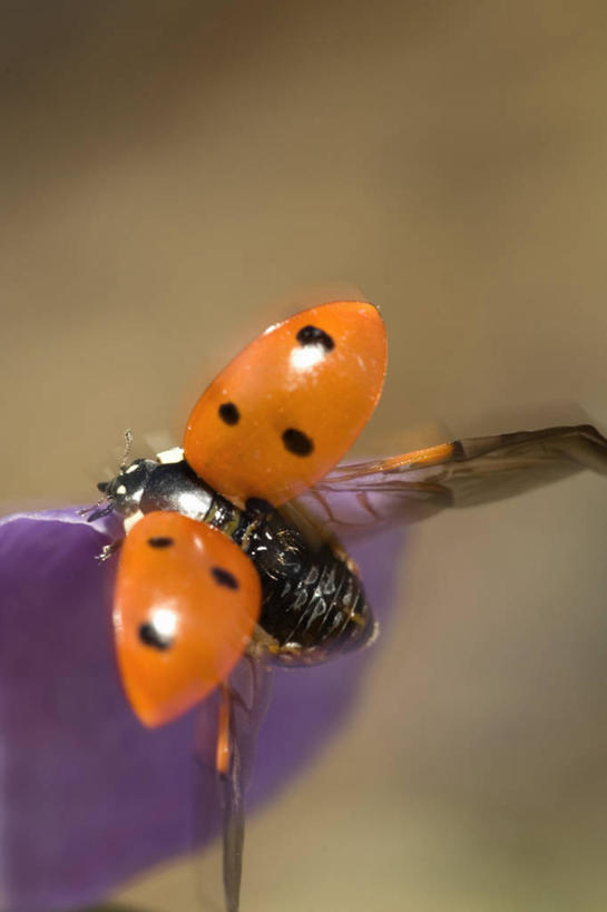 无人,竖图,俯视,室外,特写,白天,美景,蝴蝶,伸展,张开,展翅,朦胧,模糊,翅膀,昆虫,景观,一只,自然,动物,橙色,景色,自然风光,益虫,张开翅膀,展开翅膀,彩图,高角度拍摄,全身